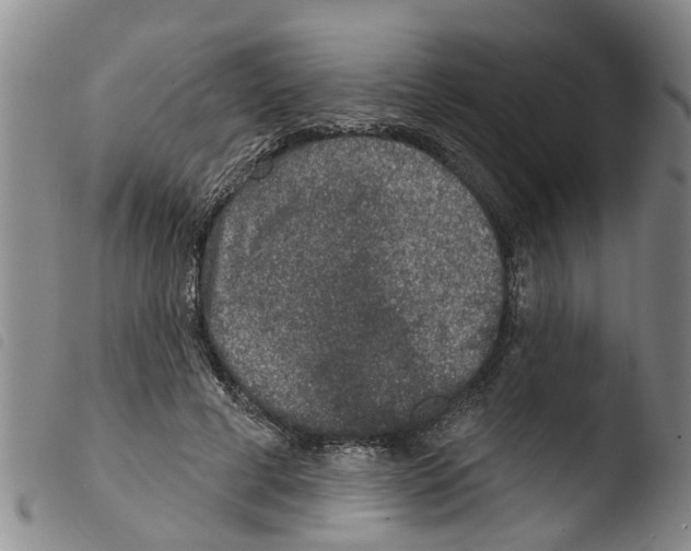 X0000103460593200810240951