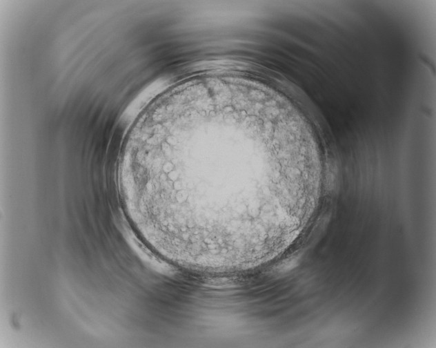 X0000103461338200810240940