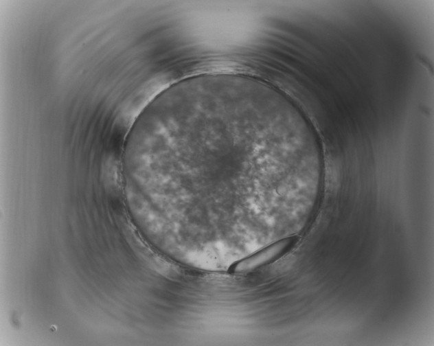 X0000103461481200810240937