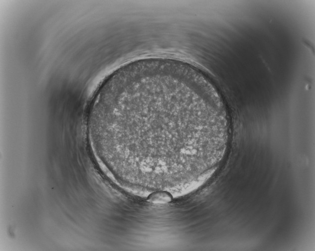 X0000103461506200810240937