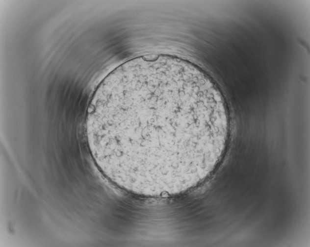 X0000103461521200810240937