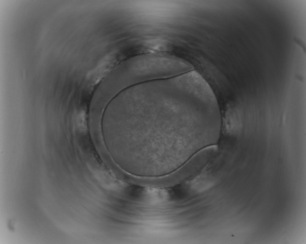 X0000103470520200809261907