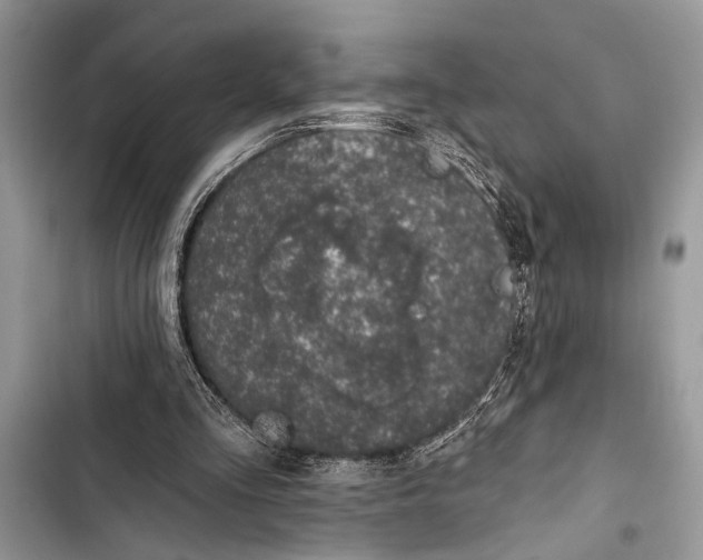 X0000103470293200810031526