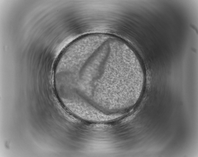 X0000103471077200810100929