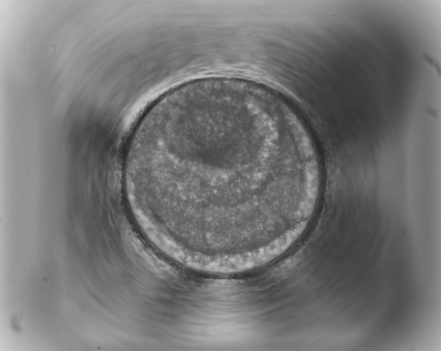 X0000103471506200810100923