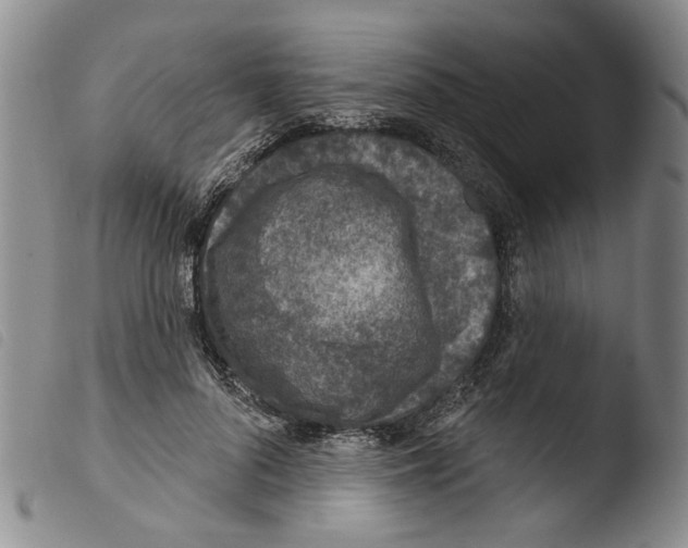 X0000103470696200810241014