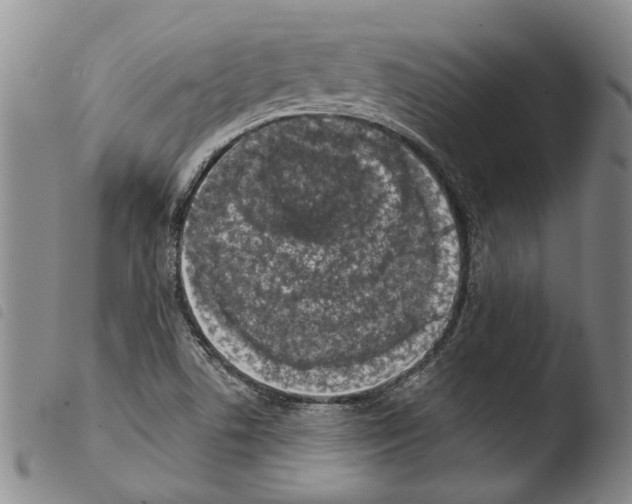 X0000103471506200810241001