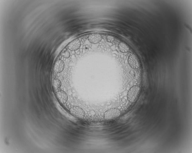 X0000103481338200810241029