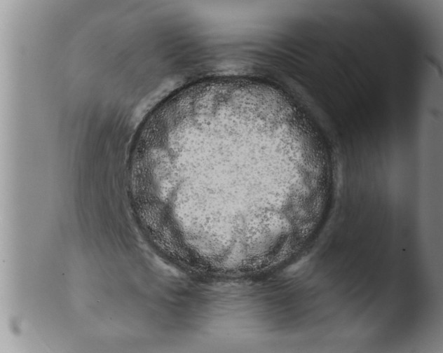 X0000103490721200809261950