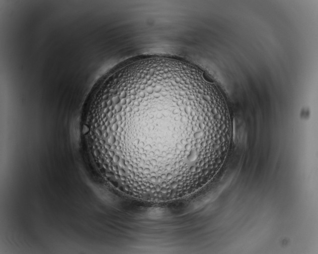 X0000103500204200809121748