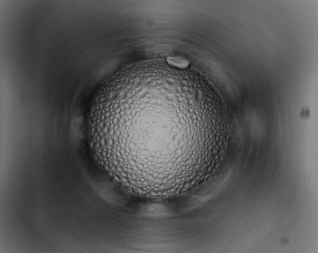 X0000103500224200809121747