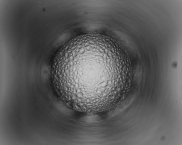 X0000103500278200809121747