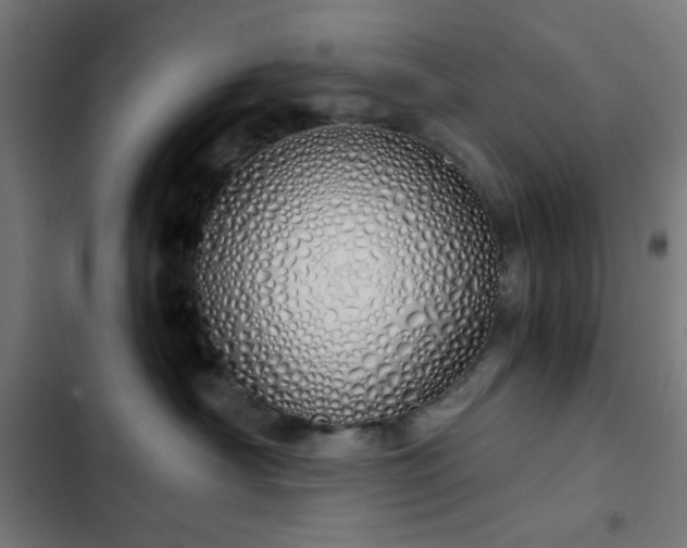 X0000103500430200809121744