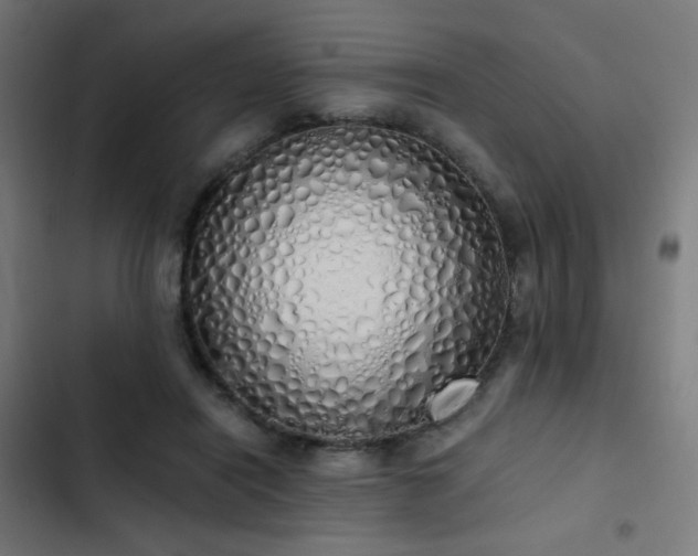 X0000103500454200809121743