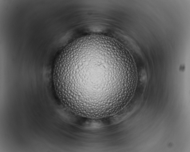 X0000103500559200809121742