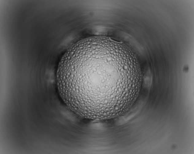 X0000103500620200809121740