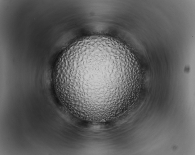 X0000103500746200809121738