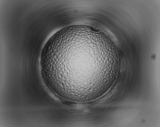 X0000103500796200809121737