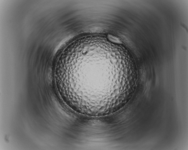 X0000103500392200809191950