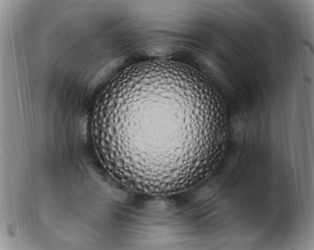 X0000103500404200809191950