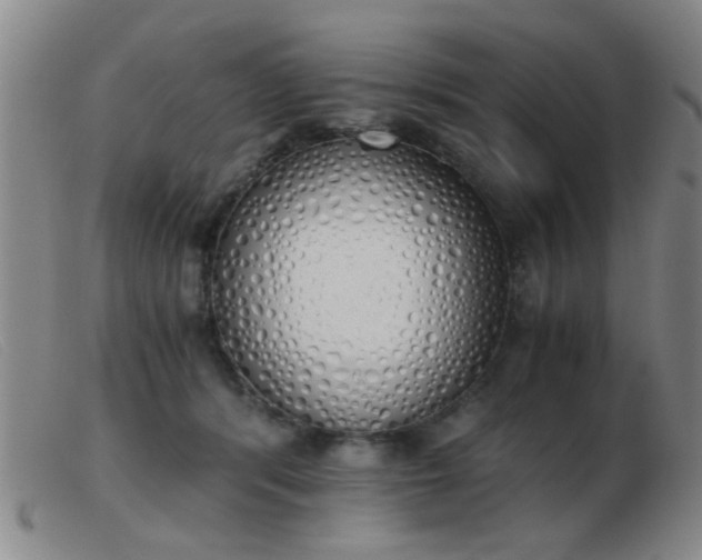 X0000103500416200809191950