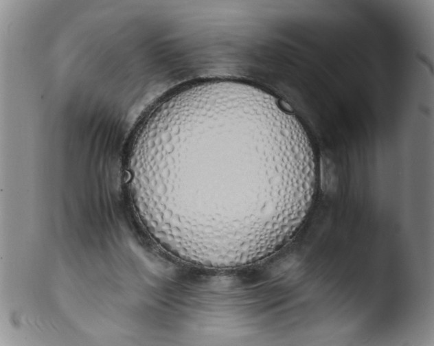 X0000103500204200809262021