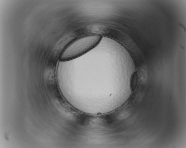 X0000103500360200809262019