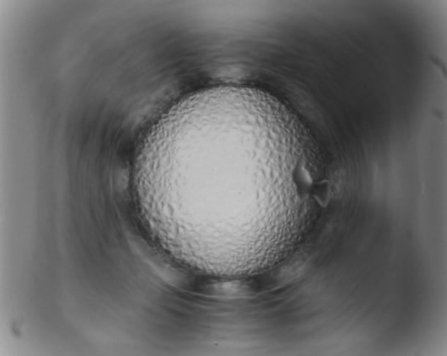 X0000103500365200809262019