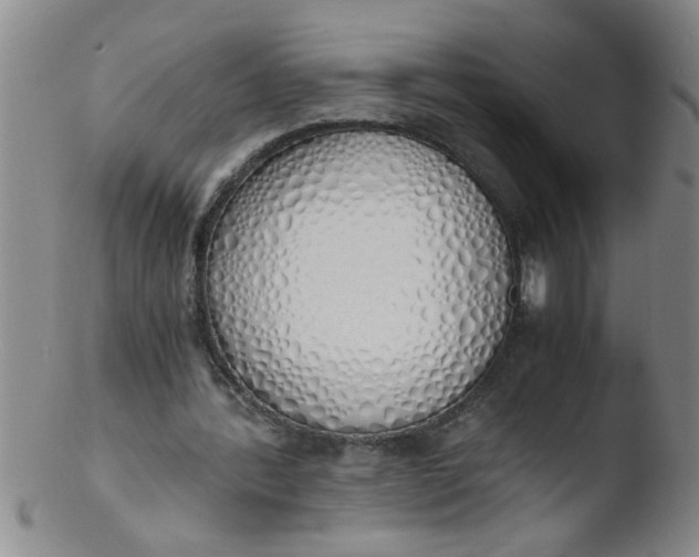 X0000103500388200809262018