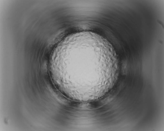 X0000103500410200809262018