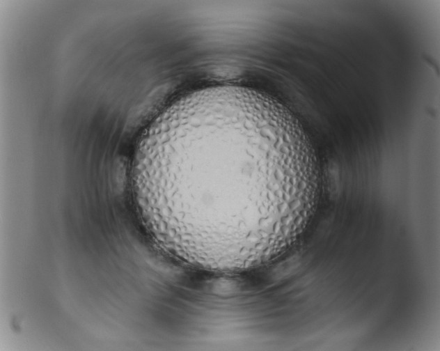 X0000103500412200809262018