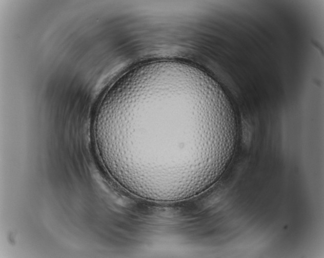 X0000103500486200809262017