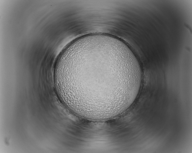 X0000103500886200809262011