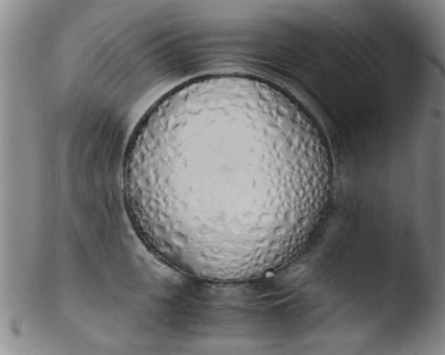 X0000103500951200809262010