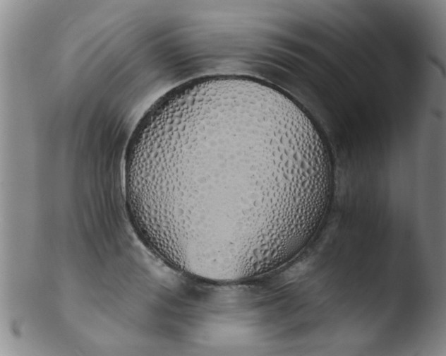 X0000103500988200809262009