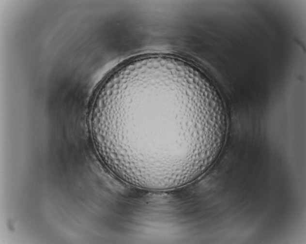 X0000103501168200809262007