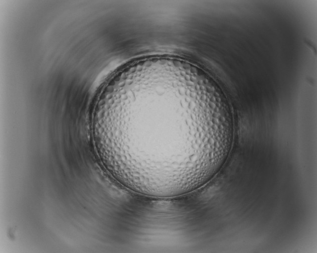 X0000103501172200809262007