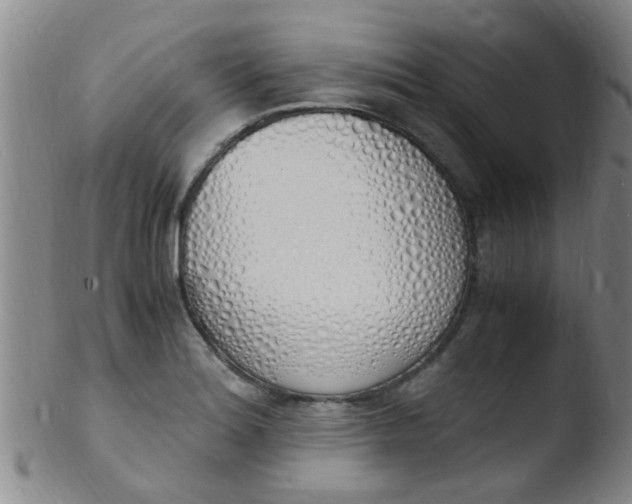 X0000103501180200809262007