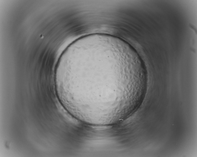 X0000103501200200809262006