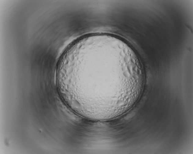 X0000103501224200809262006