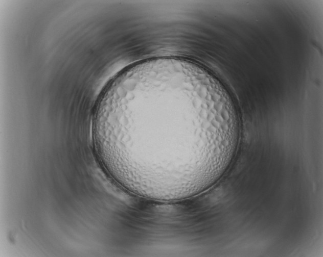 X0000103501227200809262006