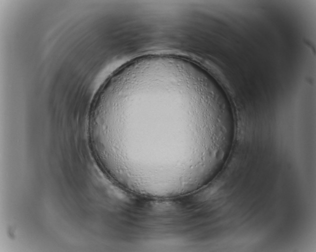 X0000103501231200809262006