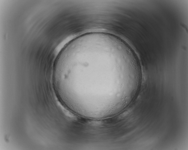 X0000103501245200809262006