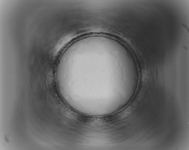 X0000103501263200809262006