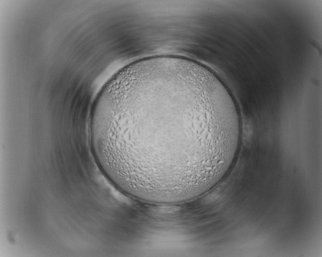 X0000103501294200809262005