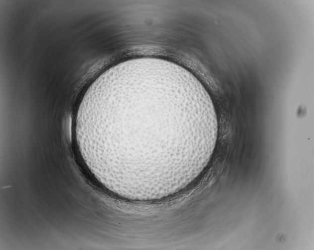 X0000103500014200810031638