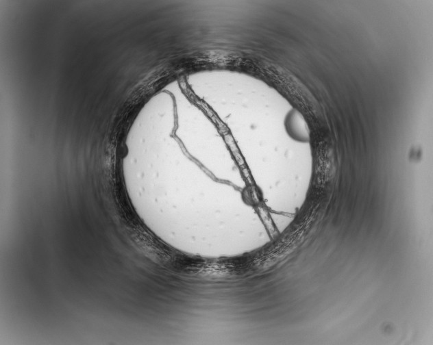 X0000103500656200810031629