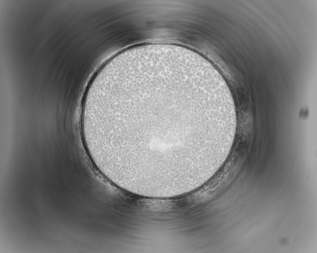 X0000103500856200810031627