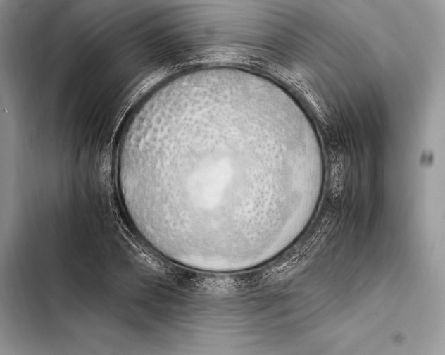 X0000103500882200810031626