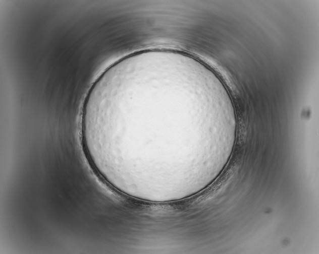 X0000103501383200810031618